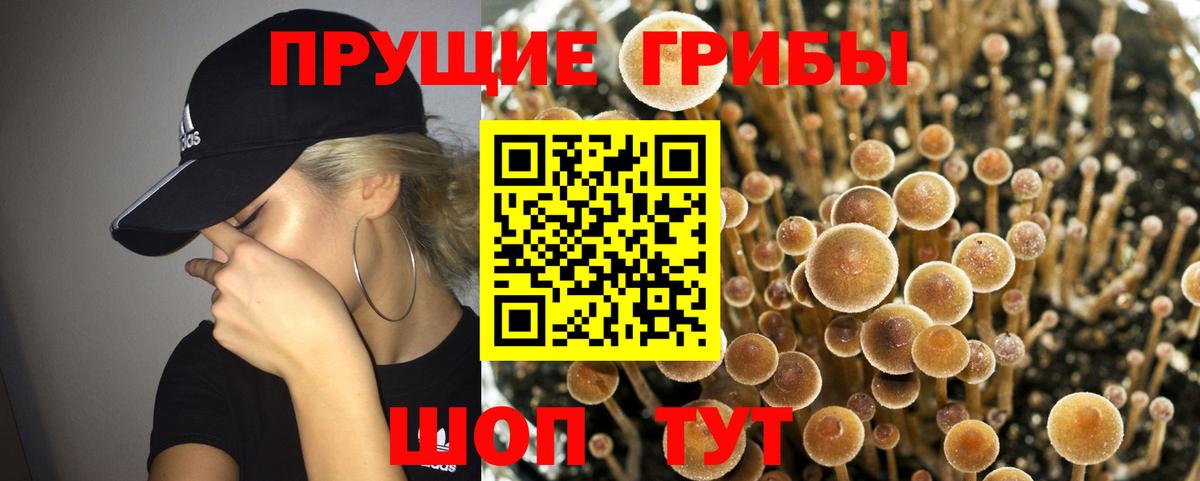 Псилоцибиновые грибы ЛСД  Вход с VPN  Псилоцибиновые грибы Psilocybe  Красногорск 